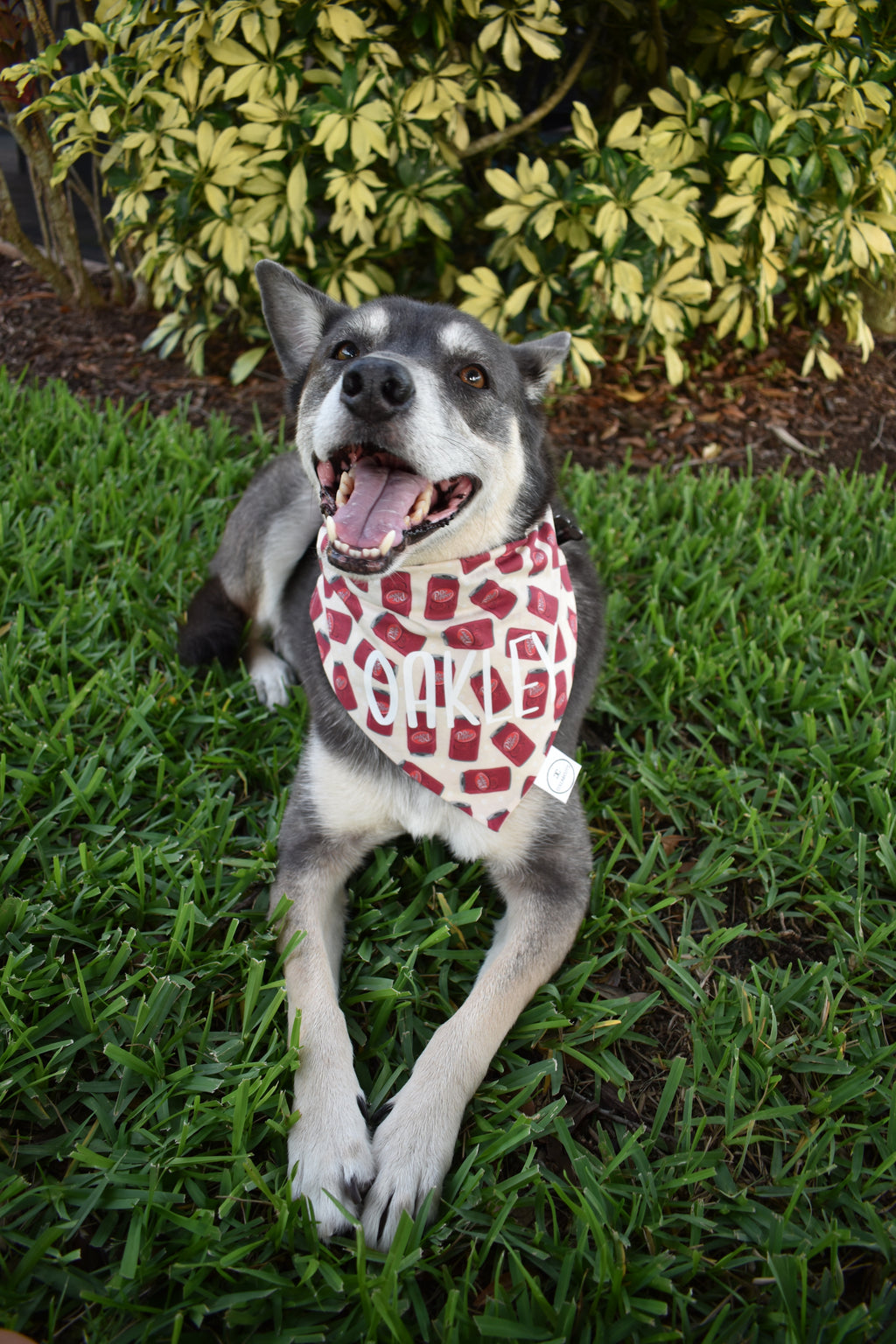 Dr. Pupper Bandana