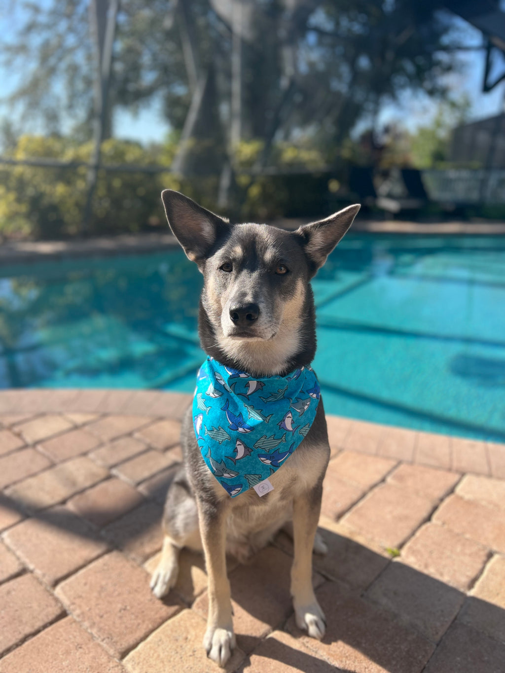 Sharks Bandana