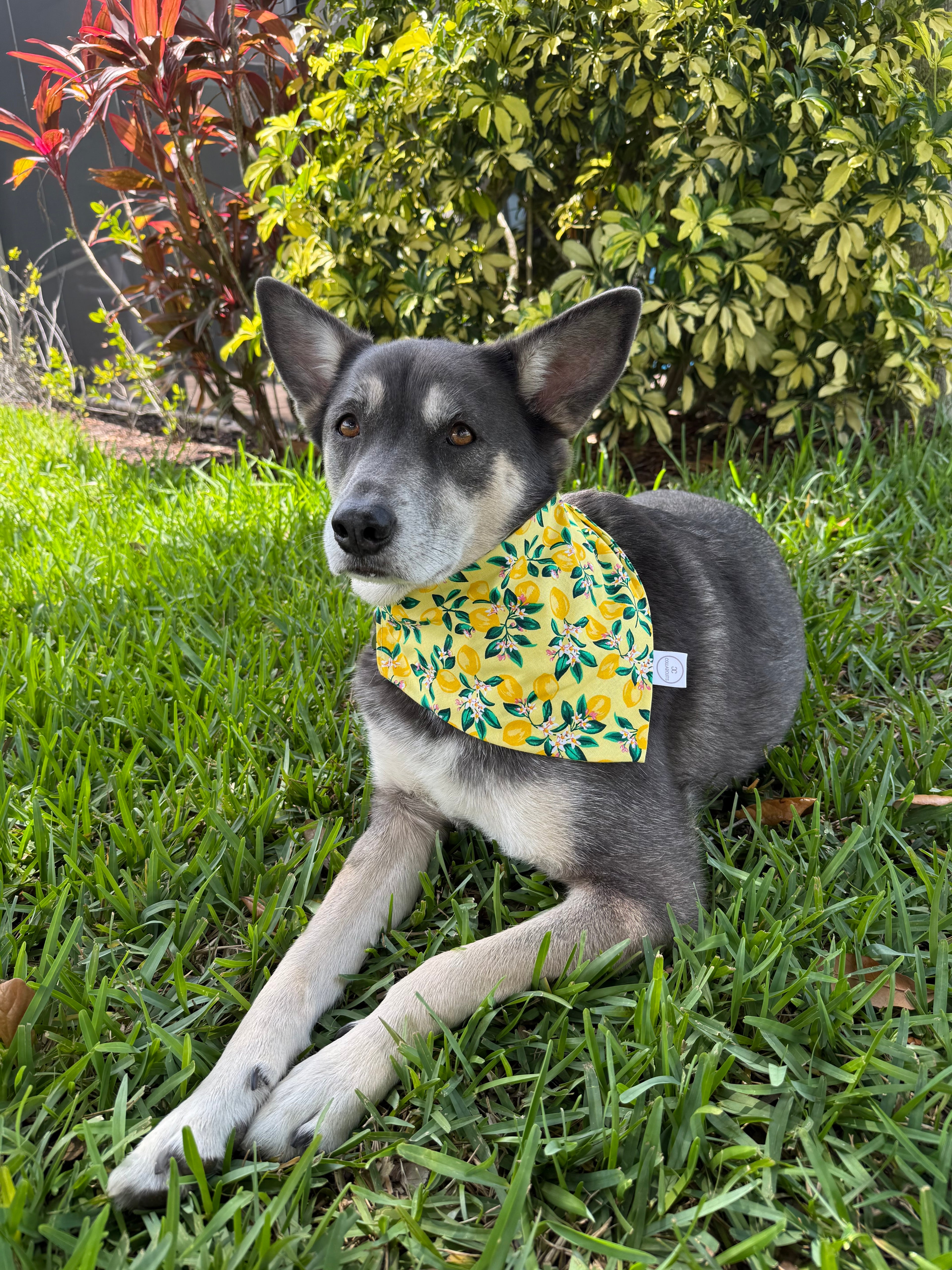 Floral Lemons Bandana