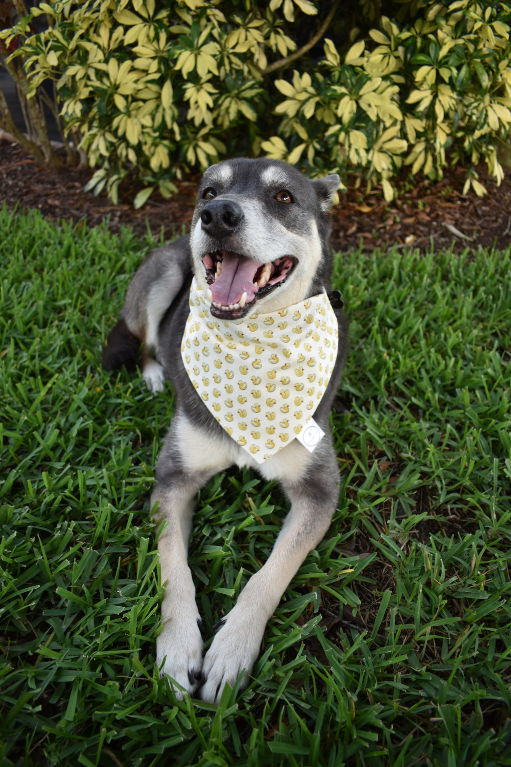 Rubber Ducks Bandana