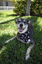 Pirate Skulls Bandana