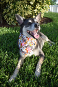 Magical Cats Bandana