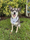 Dark Side Bandana