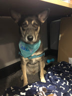 Teal Brush Strokes Bandana
