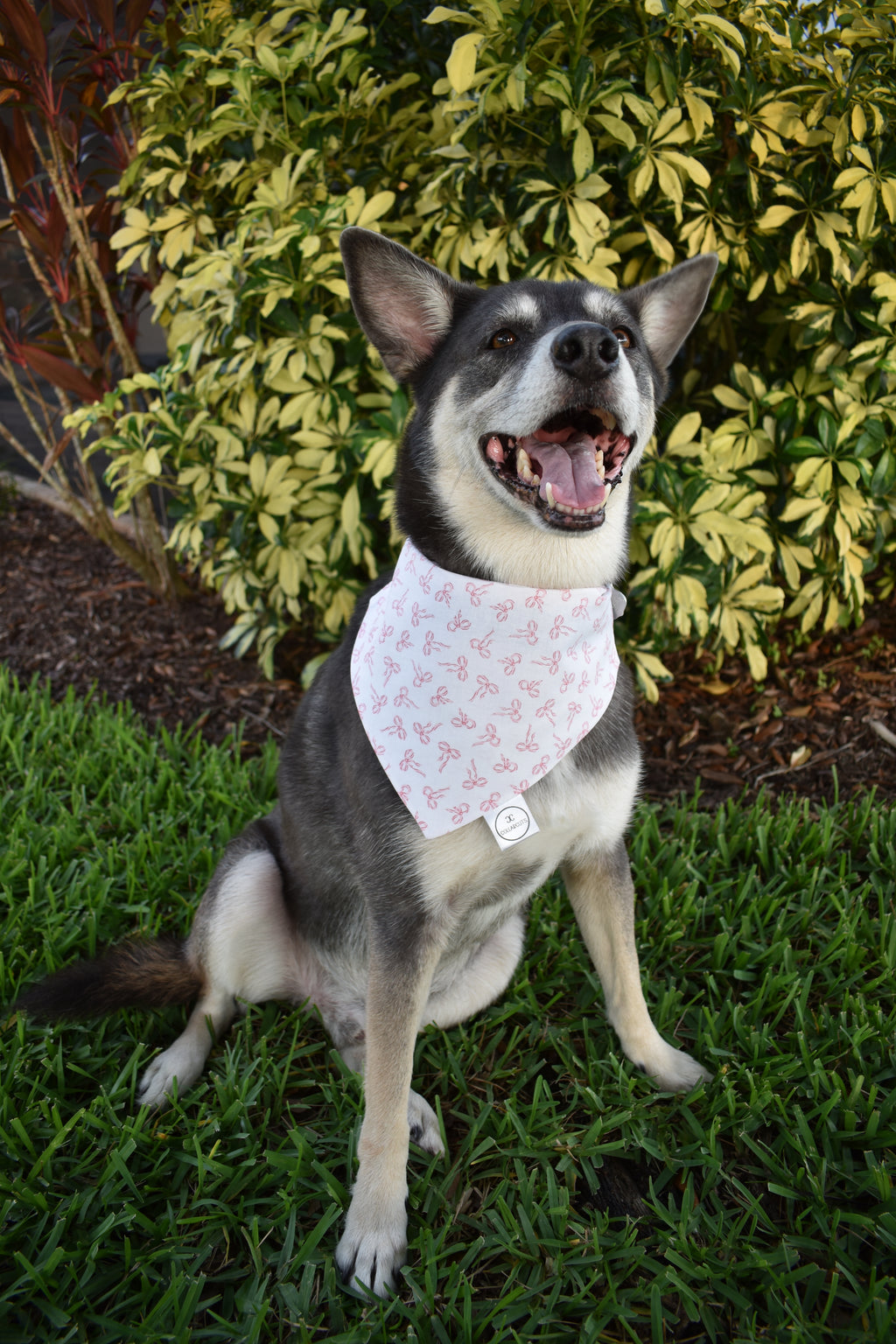 Coquette Bows Bandana