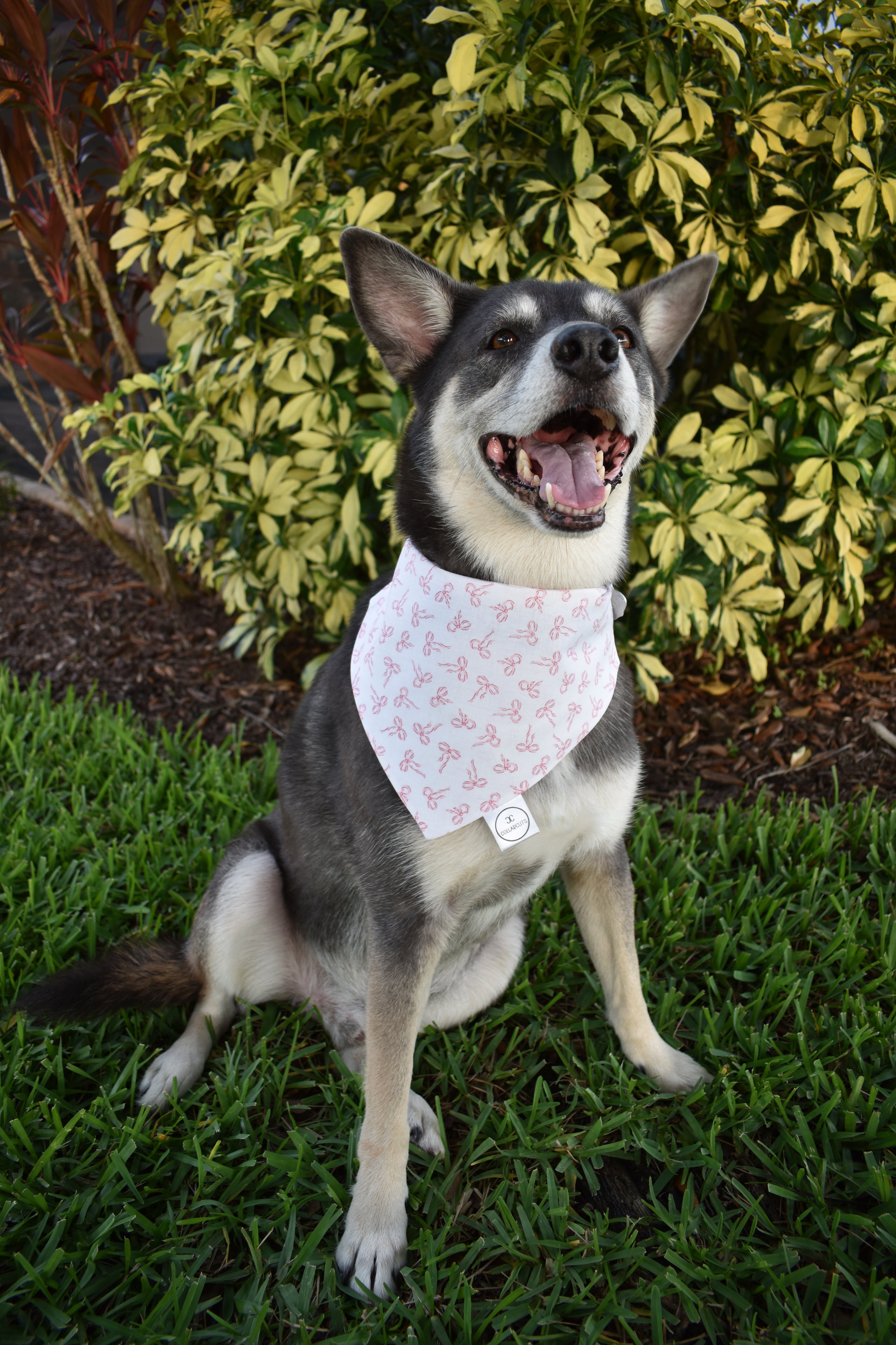 Coquette Bows Bandana