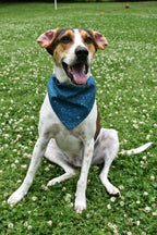 Celestial Bandana