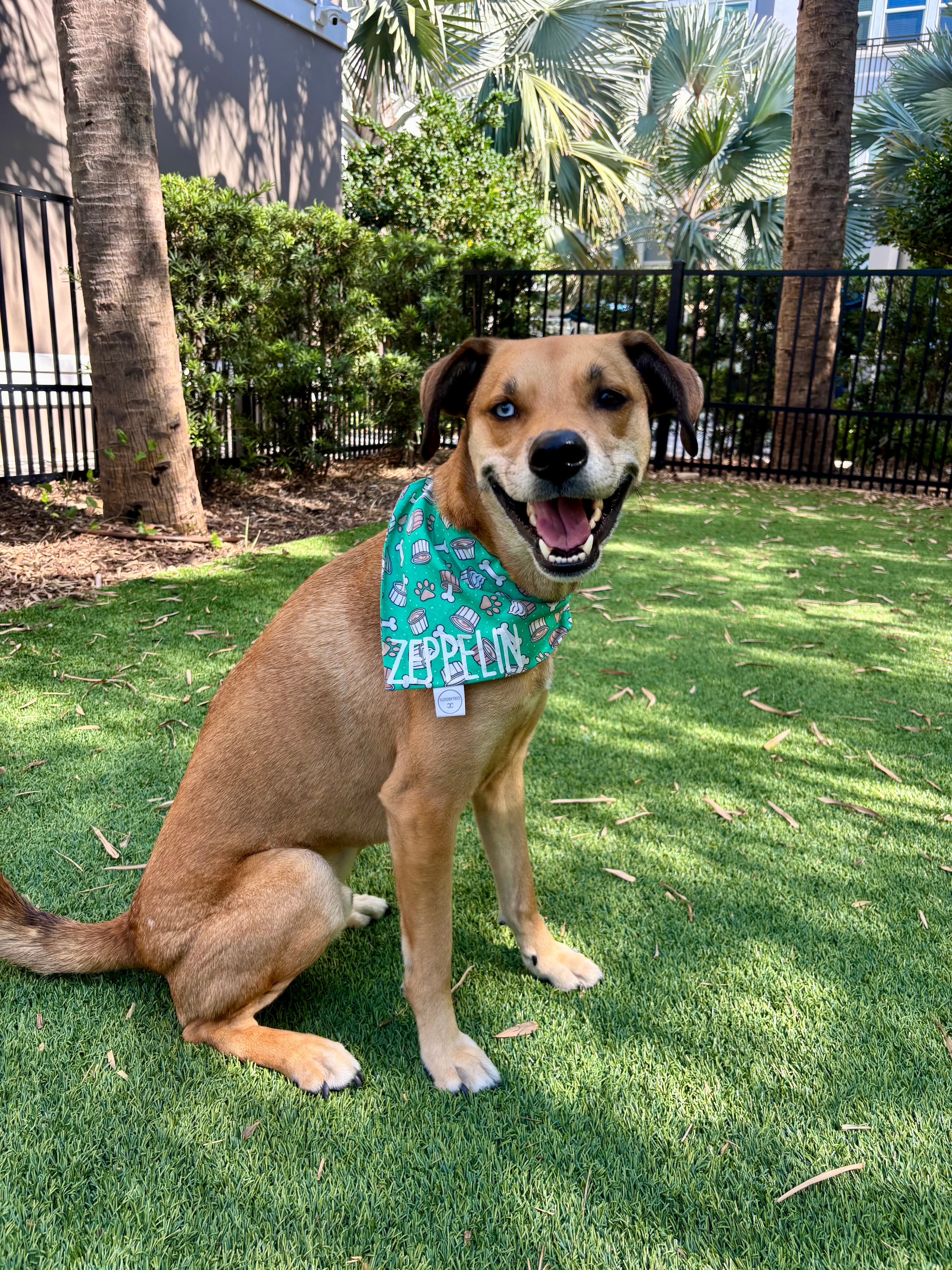 Pup Cup Bandana