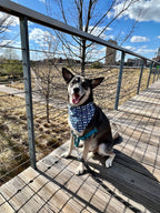 Bad to the Bone Bandana