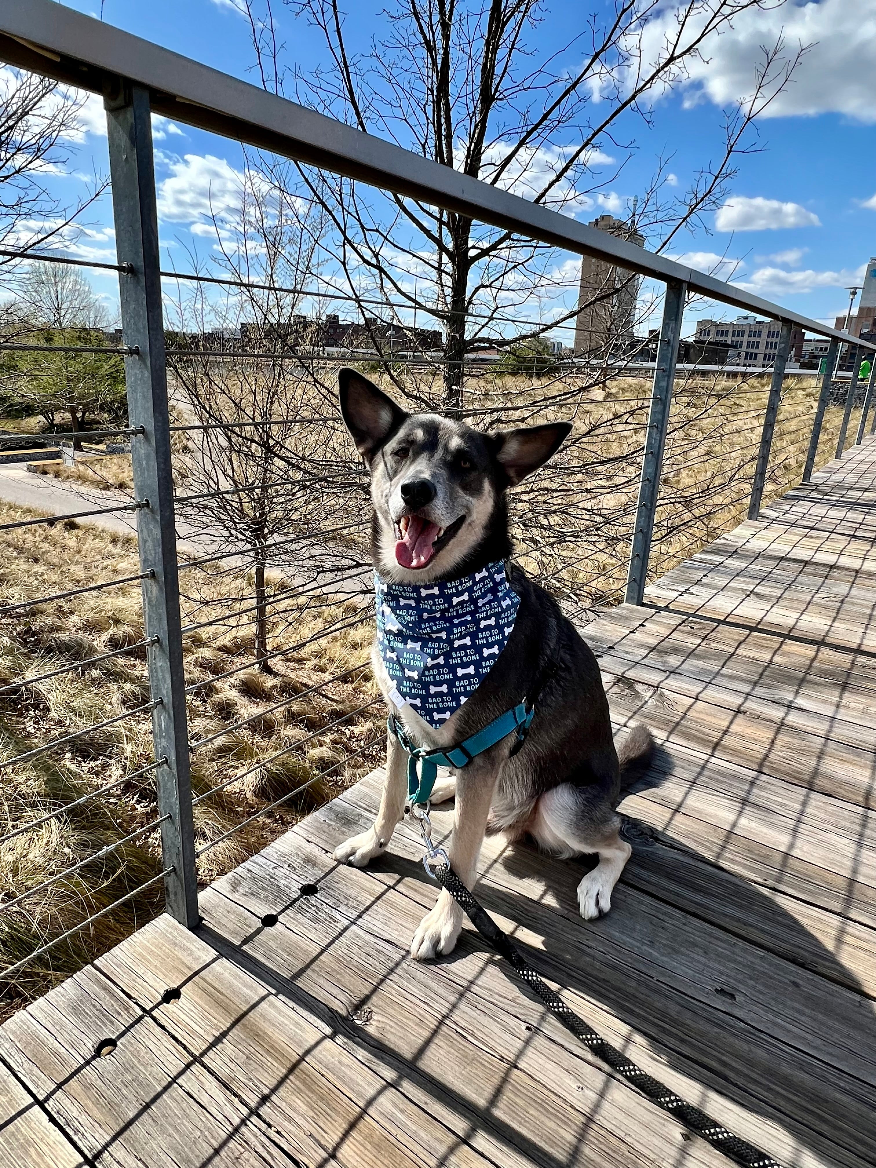Bad to the Bone Bandana