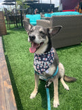 Dog Brews Bandana