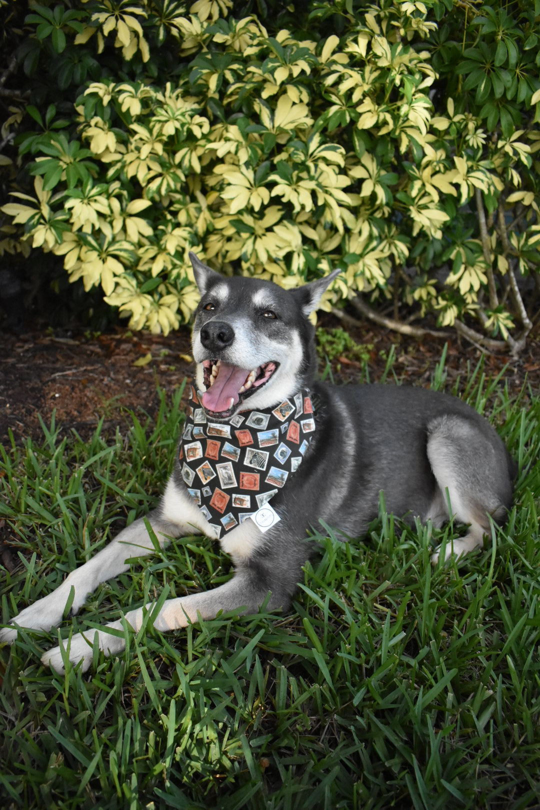 Safari Stamps Bandana