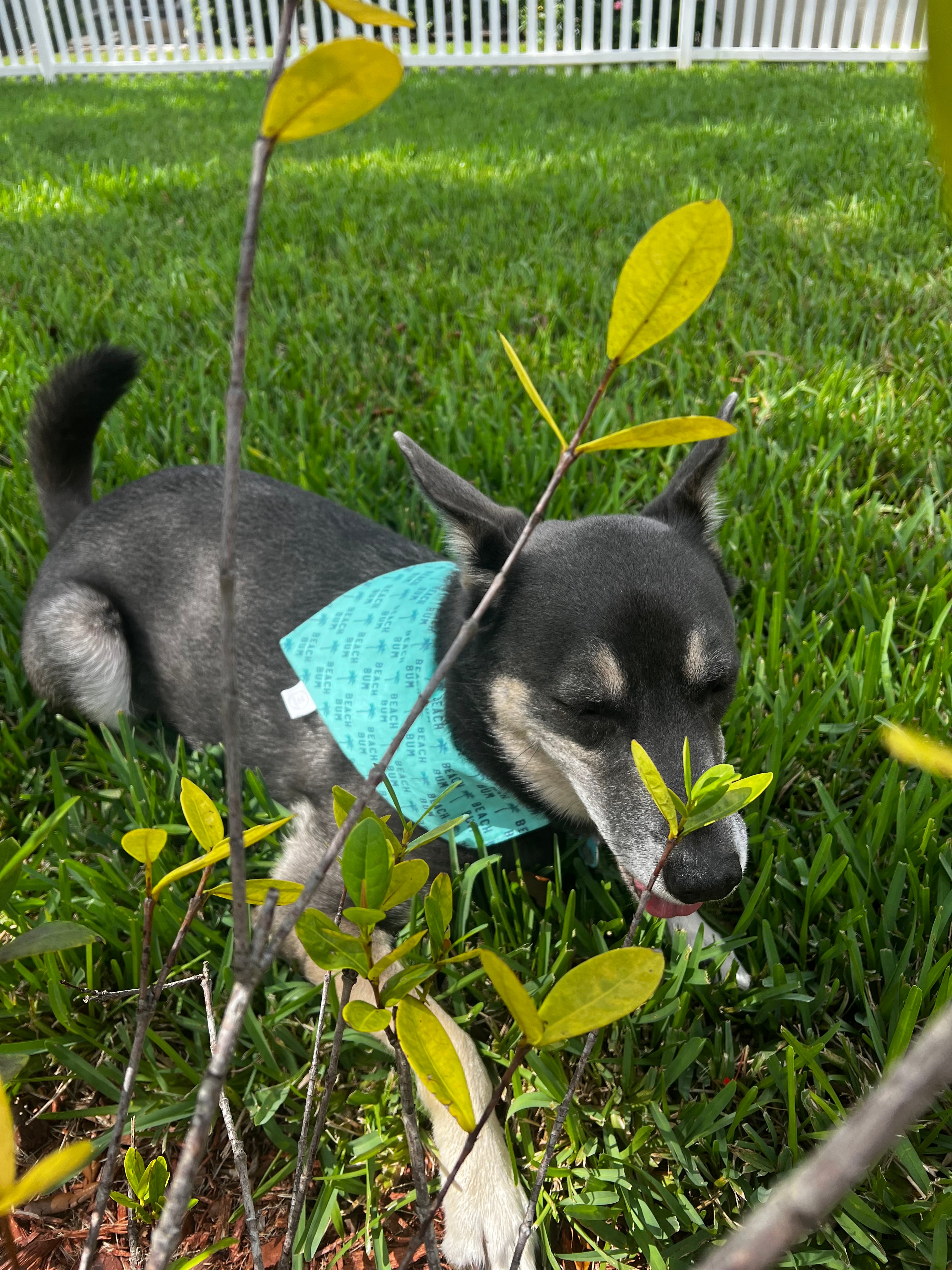 Beach Bum Bandana