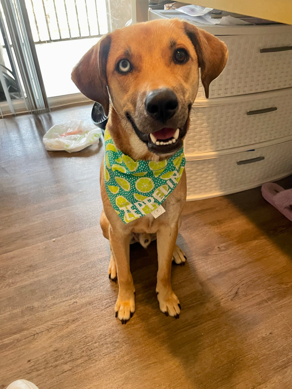 Limes Bandana