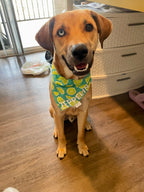 Limes Bandana
