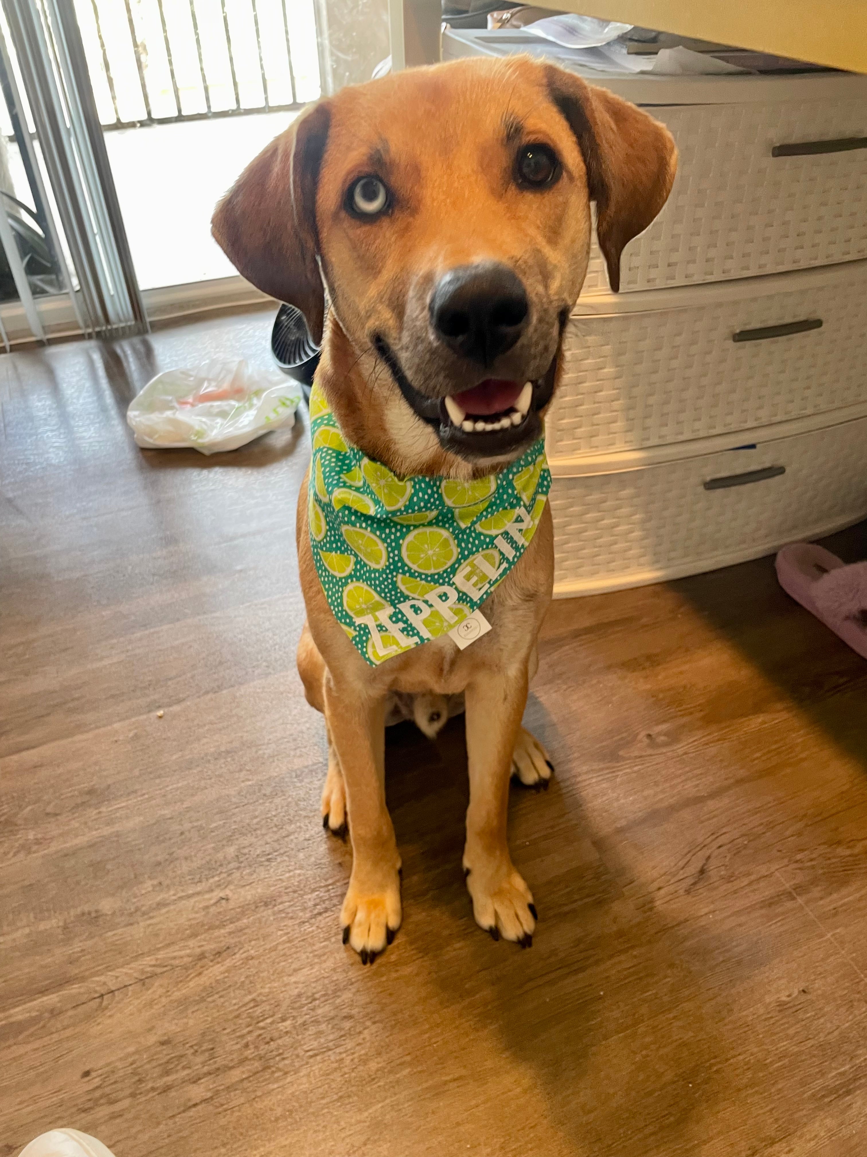 Limes Bandana
