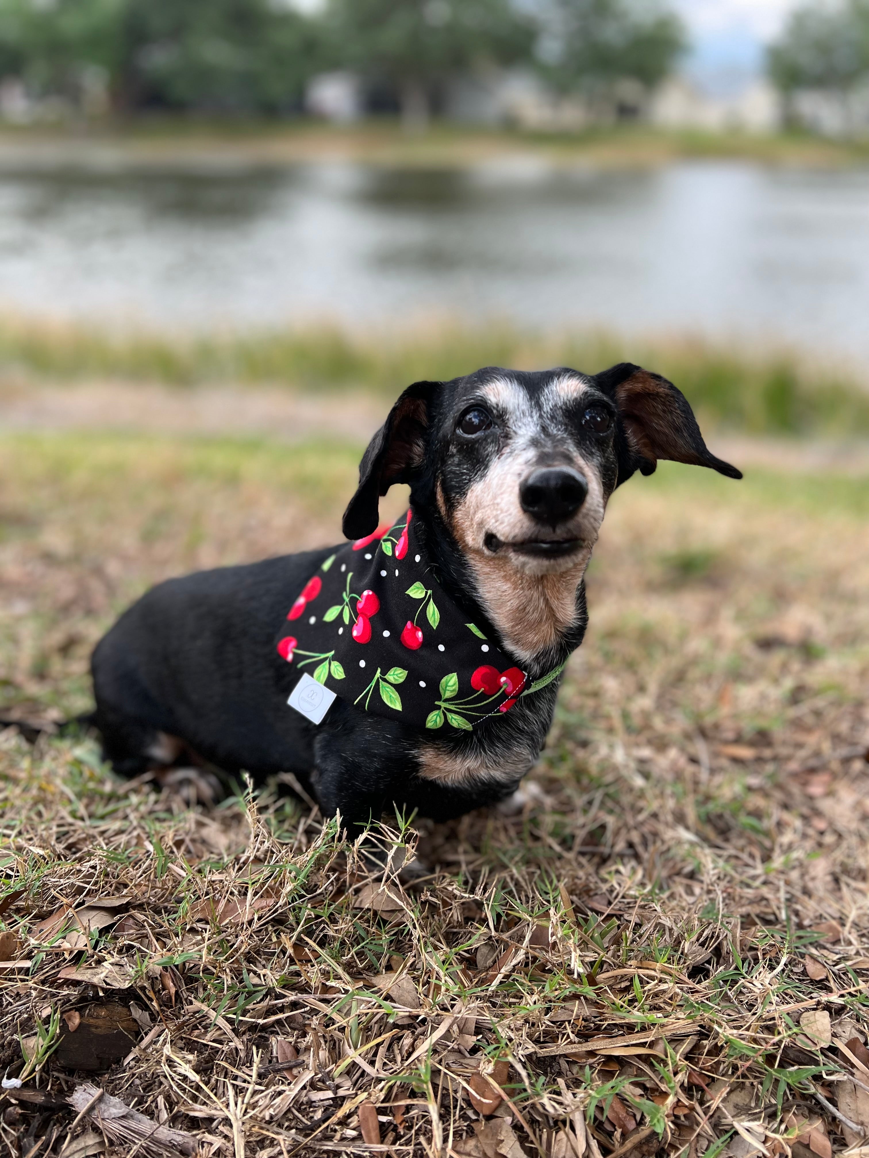 Classic Cherries Bandana