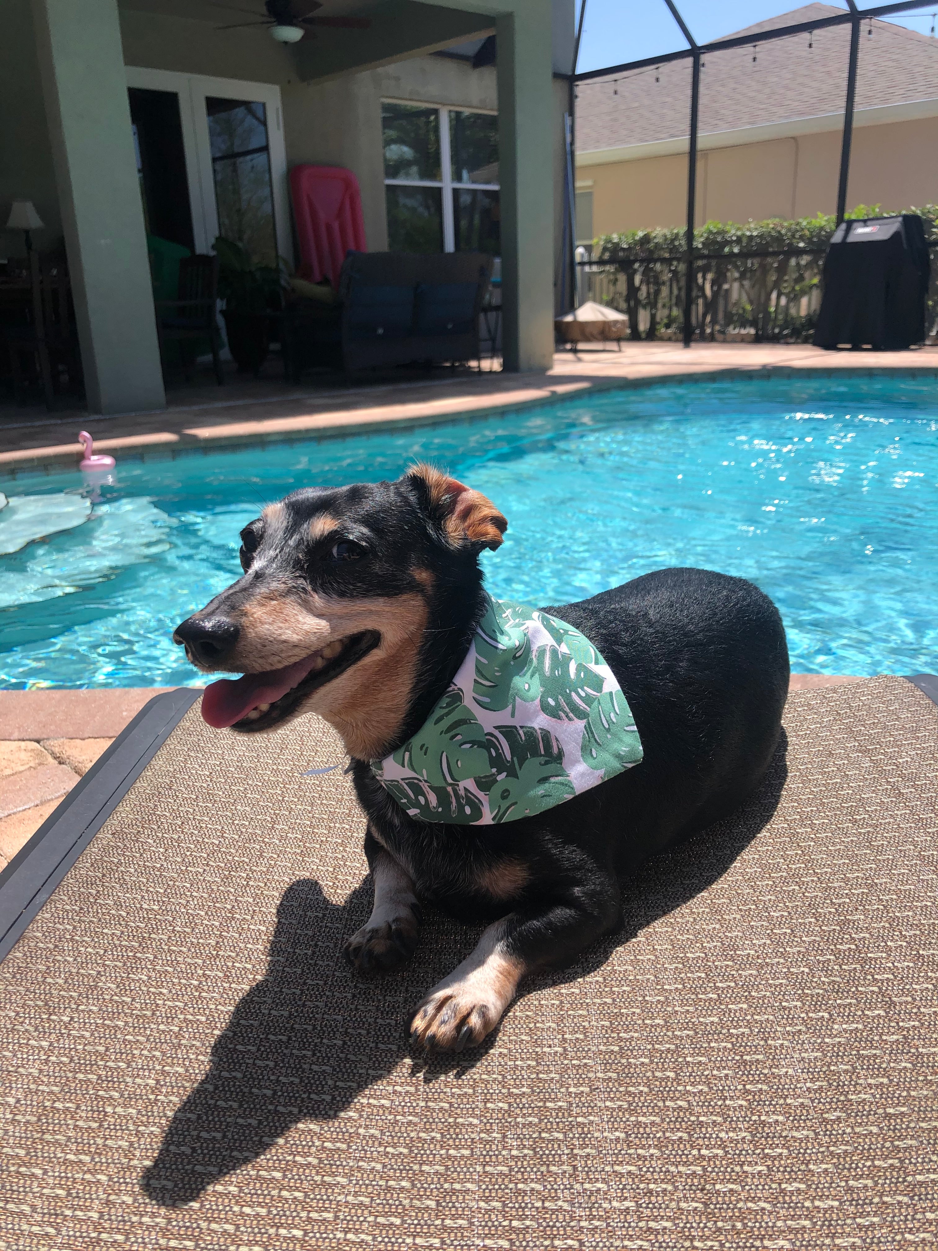 Green Monstera Leaves Bandana