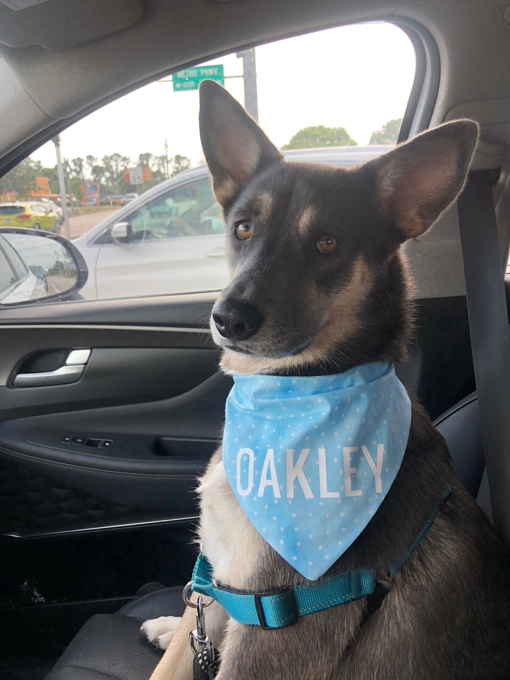 Mini Blue Stars Bandana