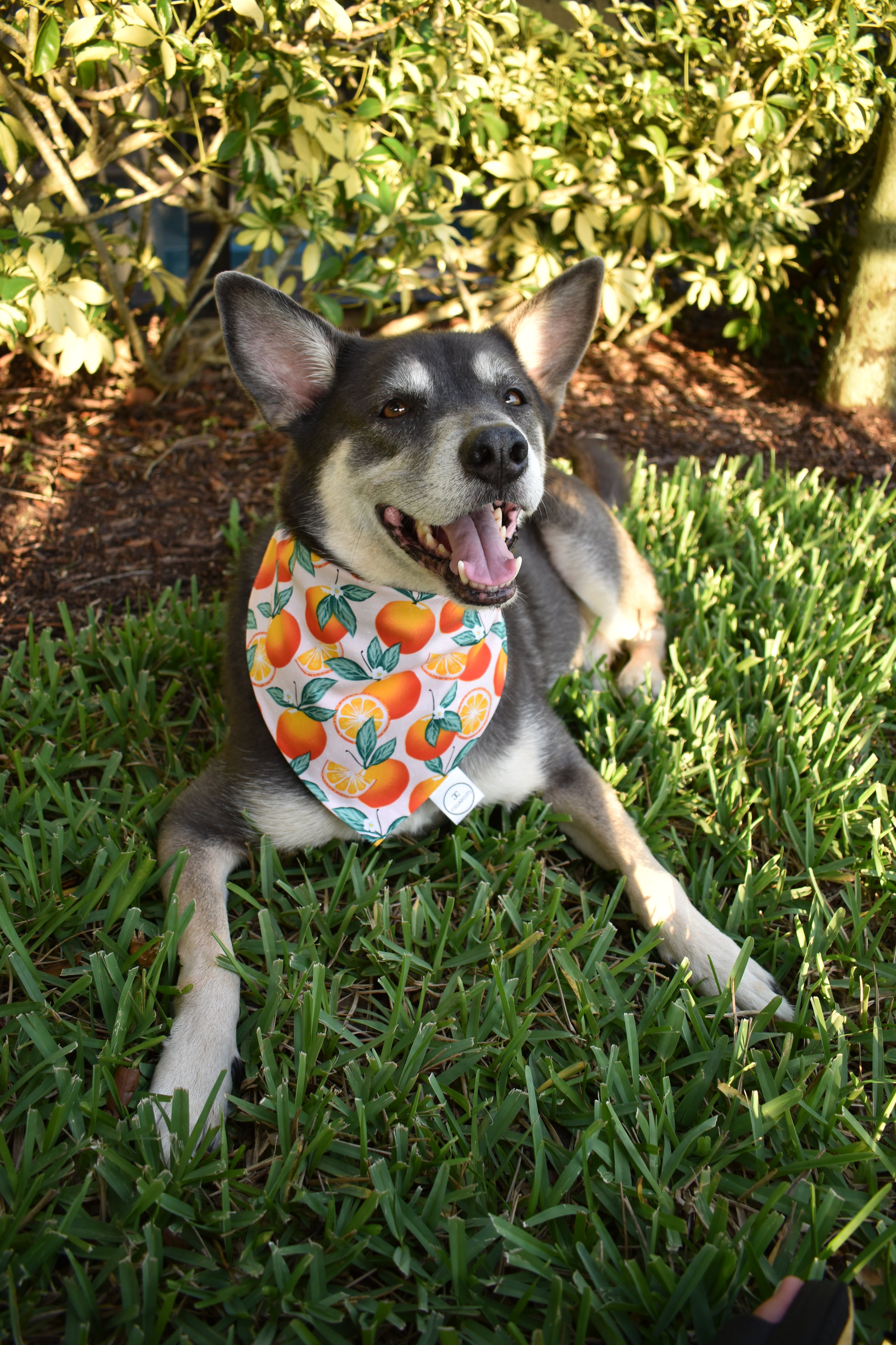 Oranges Bandana
