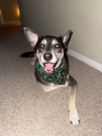 Hurricanes Bandana