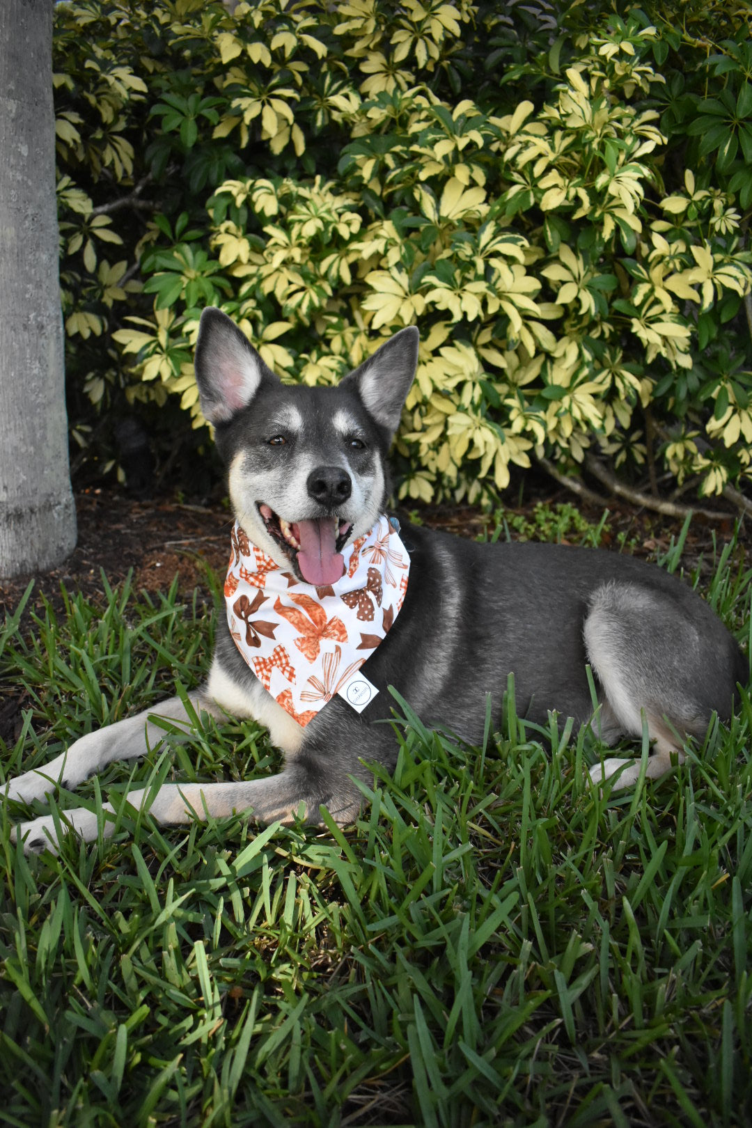 Fall Bows Bandana