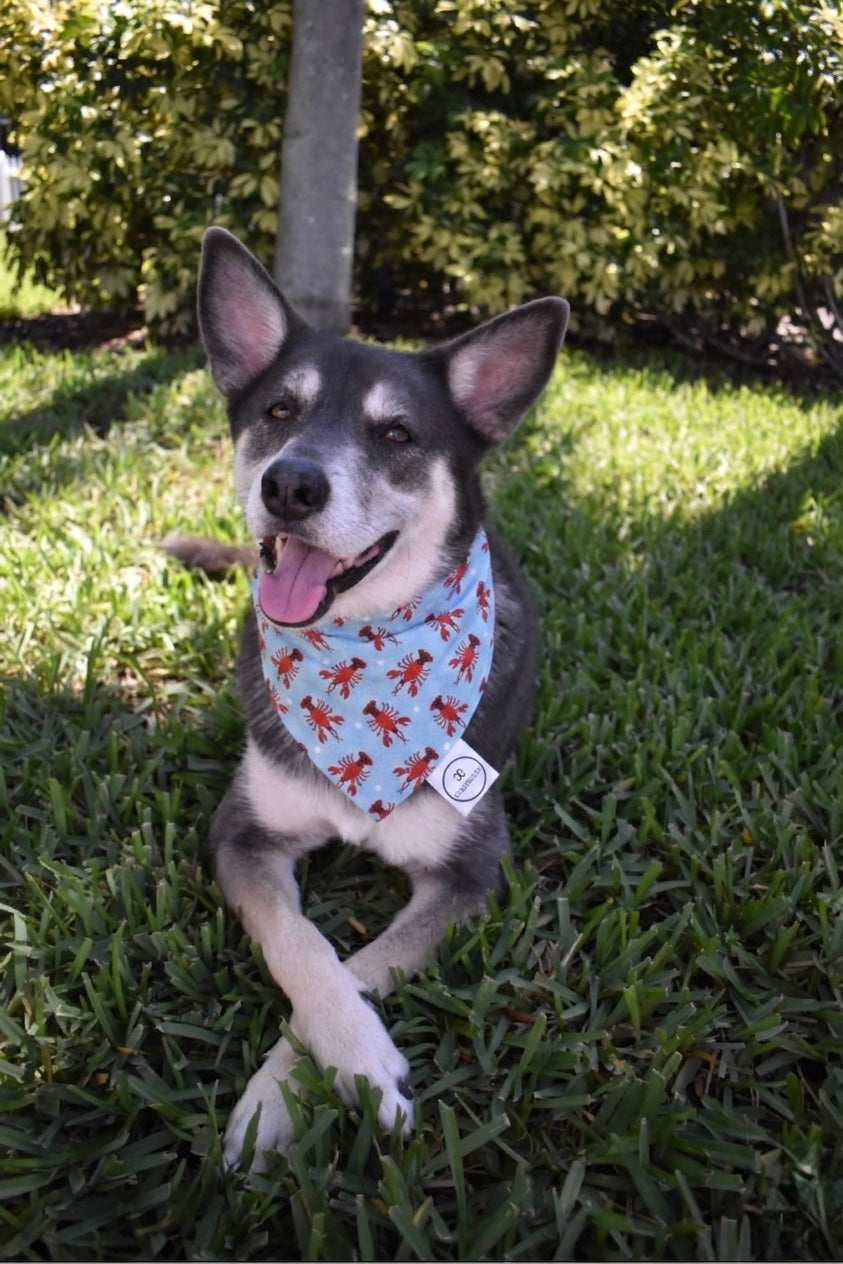 Lobster Bandana