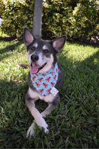 Lobster Bandana