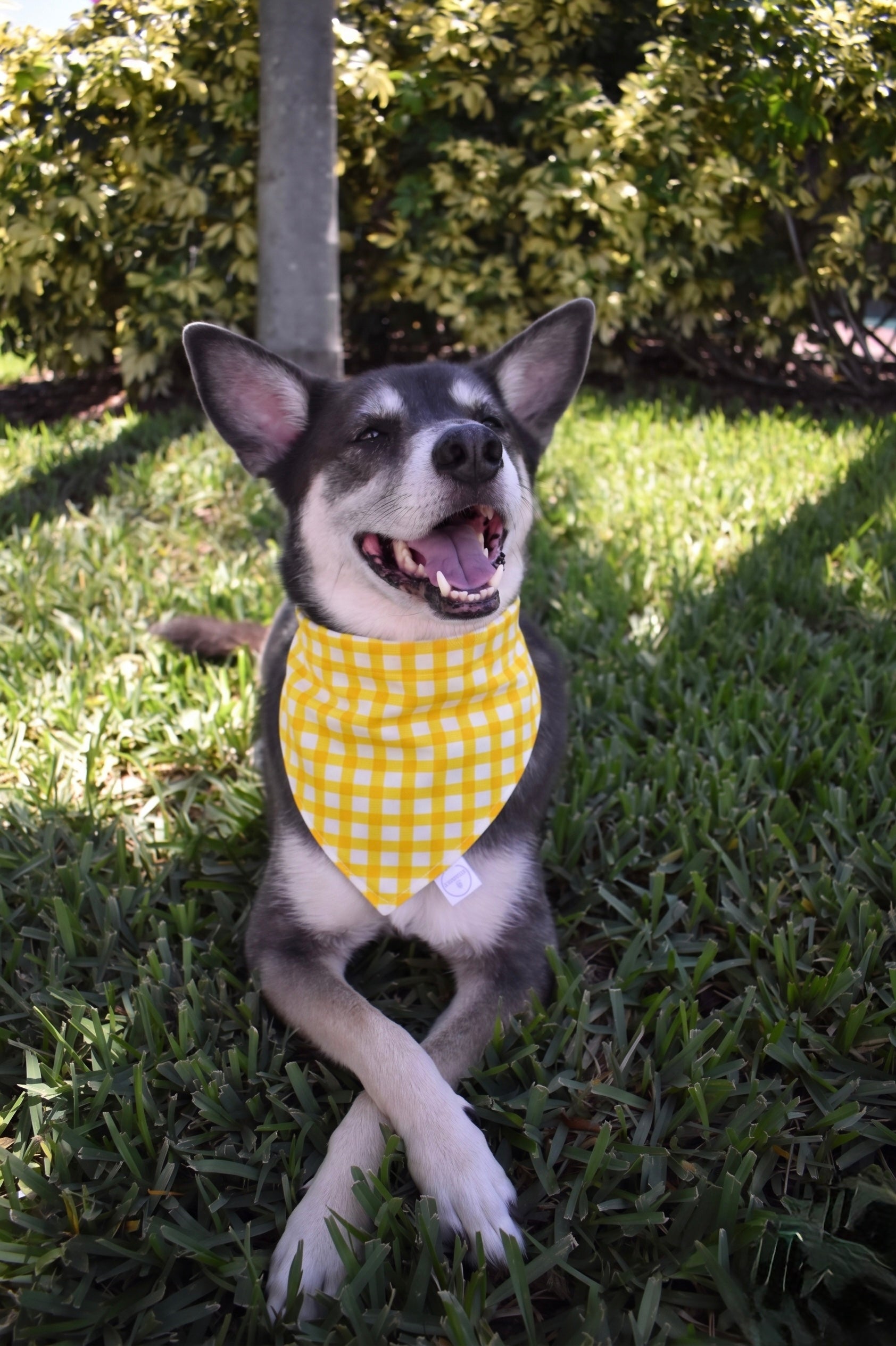 Classic Buffalo Check Bandana