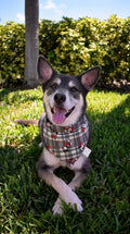 Plaid Magical Mouse Bandana