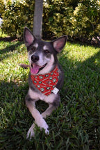Go Dawgz Bandana