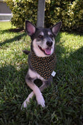 Mini Candy Corn Stars Bandana