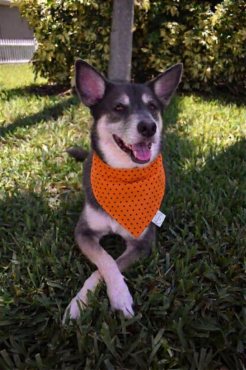 Reversible Halloween Polka Dot Bandana