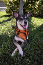 Halloween Stripes Bandana