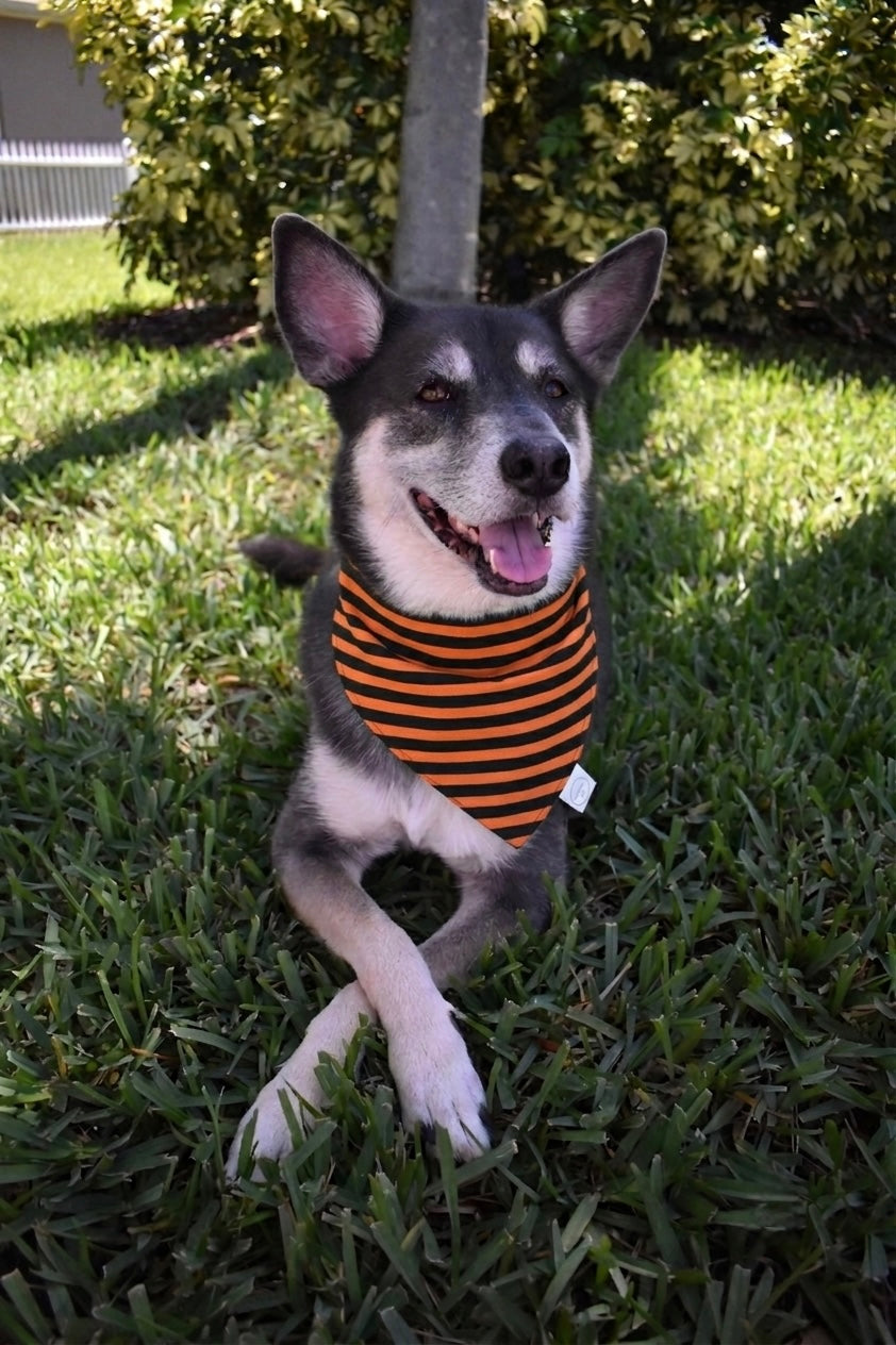 Halloween Stripes Bandana