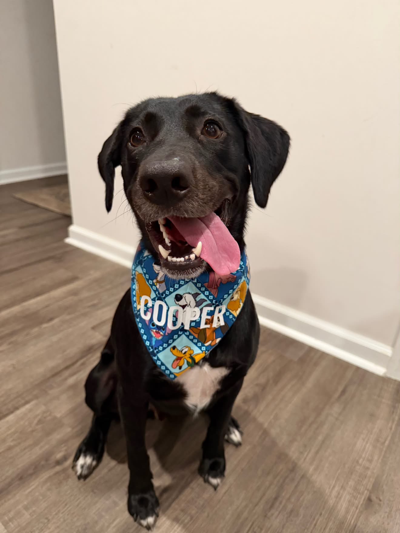 Magical Dogs Bandana