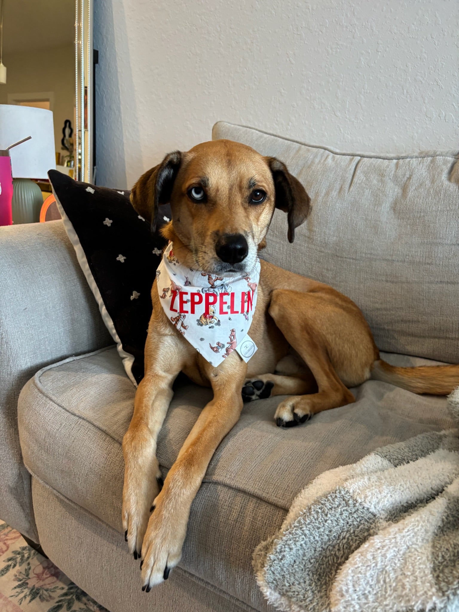 Honey Pot Bandana