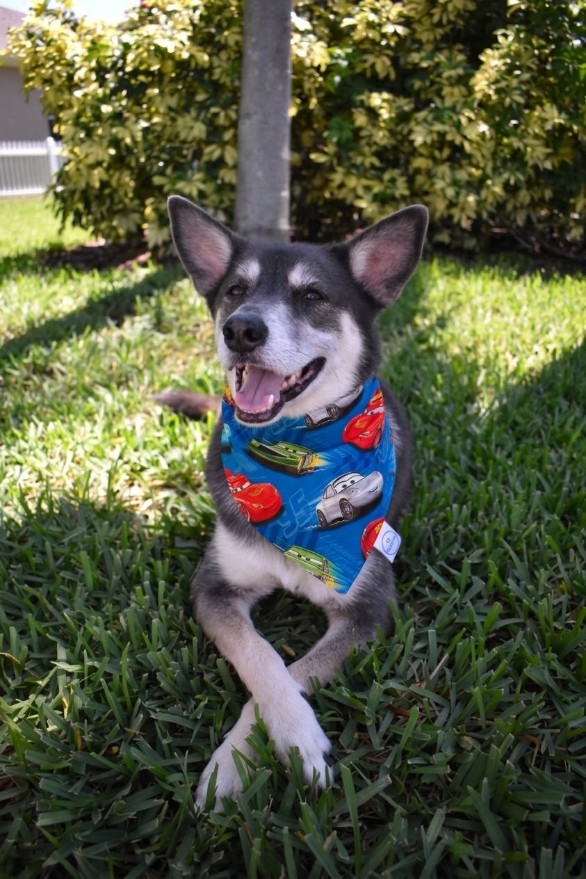 Ka-Chow Bandana